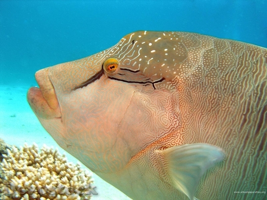 Devostock Sea animal - fish  (28)