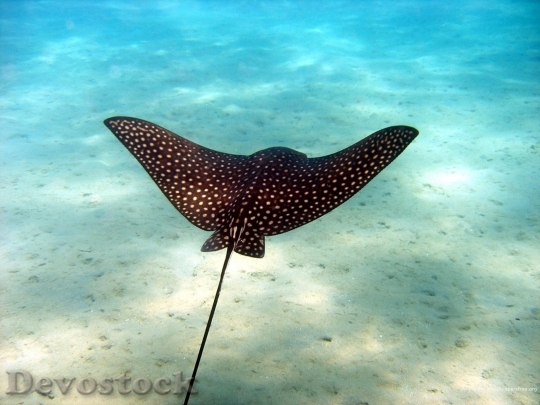 Devostock Sea animal - fish  (30)