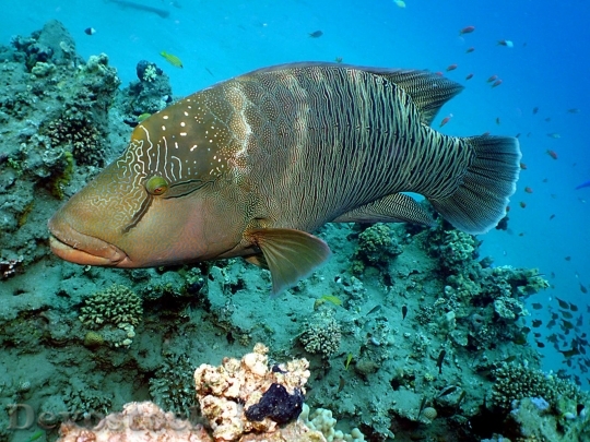 Devostock Sea animal - fish  (39)