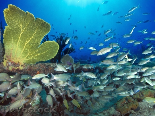 Devostock Sea animal - fish  (4)