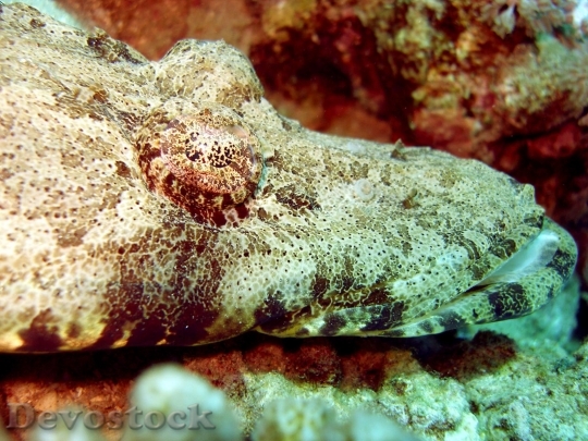 Devostock Sea animal - fish  (48)