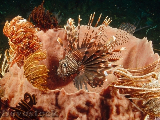 Devostock Sea animal - fish  (6)