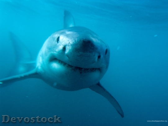 Devostock Sea animal - fish  shark 