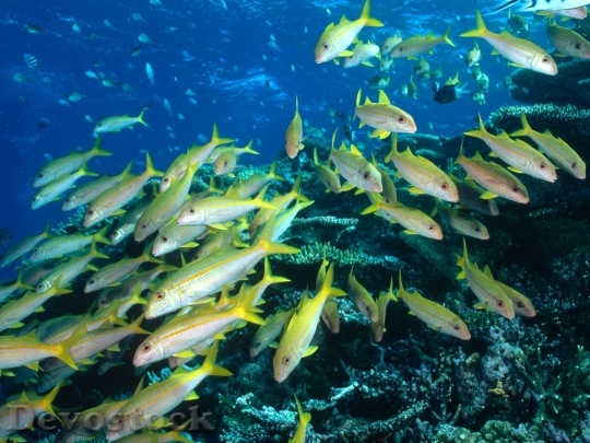 Devostock Sea animal - fishs  (41)