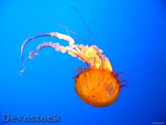 Devostock Sea animal - jelly fish  (12)