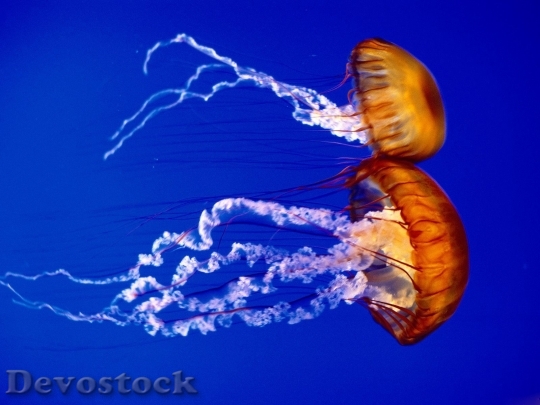 Devostock Sea animal - jelly fishs  (21)