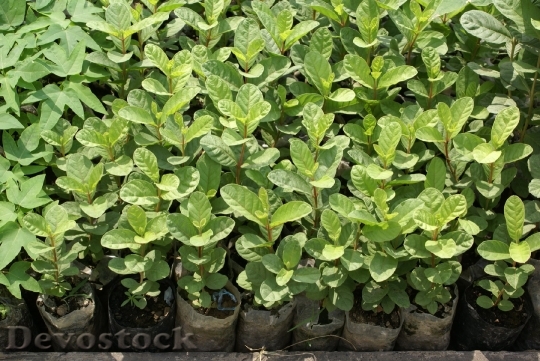 Devostock smallguavaplantsforsale-dsc00229