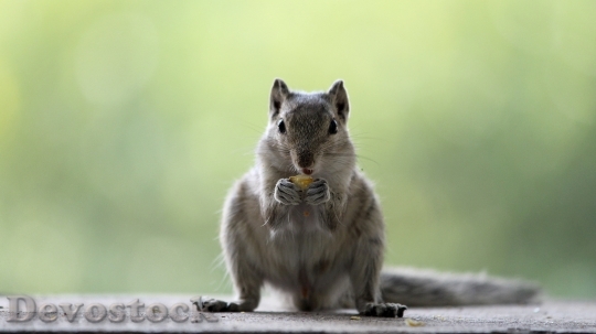 Devostock Smart and cute little squirrel  (9)