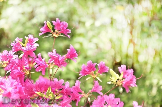 Devostock Spring flowers  (202)