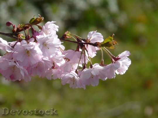 Devostock Spring flowers  (204)