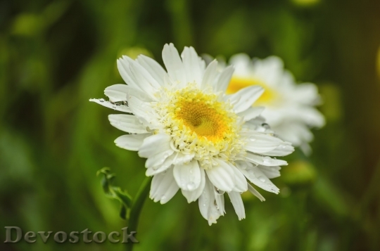 Devostock Spring flowers  (205)