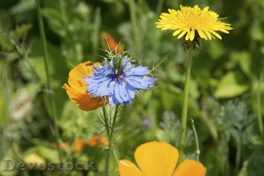 Devostock Spring flowers  (207)