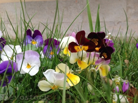 Devostock Spring flowers  (216)