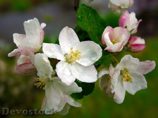Devostock Spring flowers  (218)
