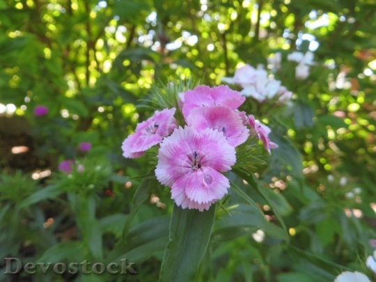 Devostock Spring flowers  (225)