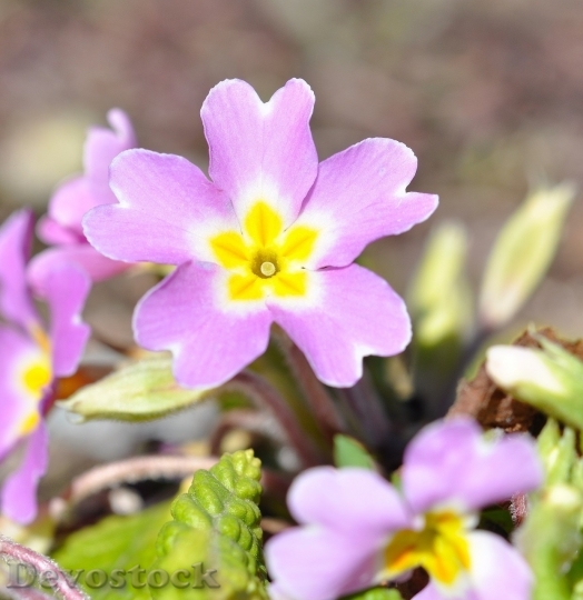 Devostock Spring flowers  (230)