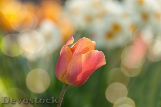 Devostock Spring flowers  (231)