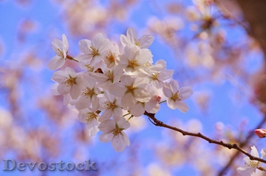 Devostock Spring flowers  (233)