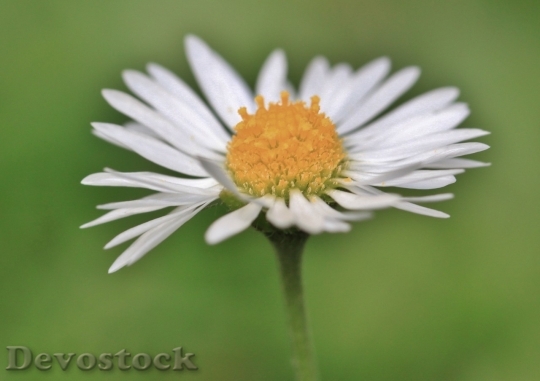 Devostock Spring flowers  (236)