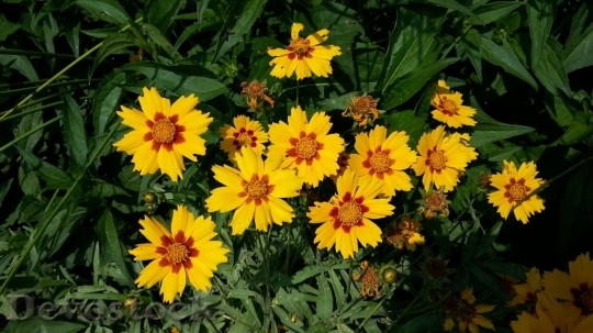 Devostock Spring flowers  (237)