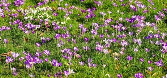Devostock Spring flowers  (240)