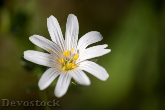 Devostock Spring flowers  (248)