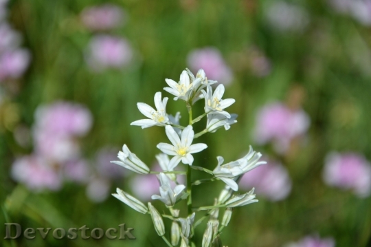 Devostock Spring flowers  (252)