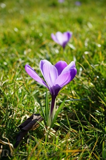 Devostock Spring flowers  (255)