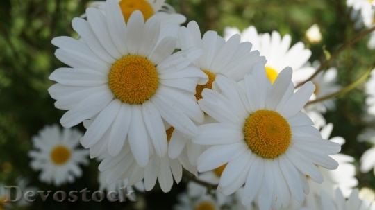 Devostock Spring flowers  (258)