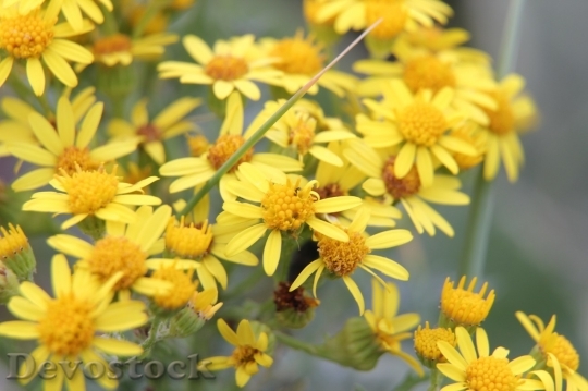 Devostock Spring flowers  (261)