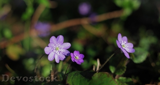Devostock Spring flowers  (270)
