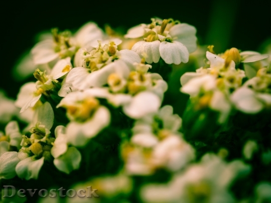 Devostock Spring flowers  (271)