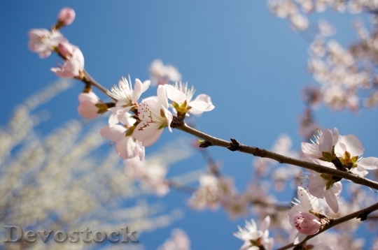 Devostock Spring flowers  (278)