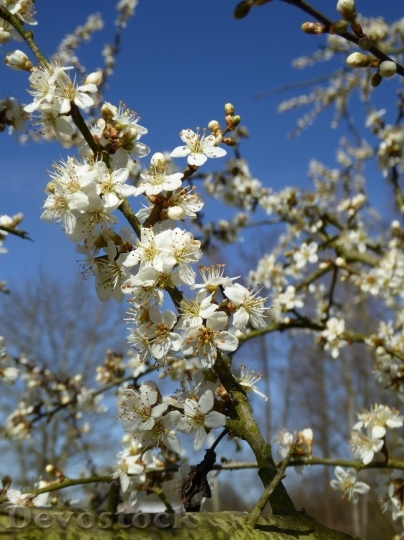 Devostock Spring flowers  (284)