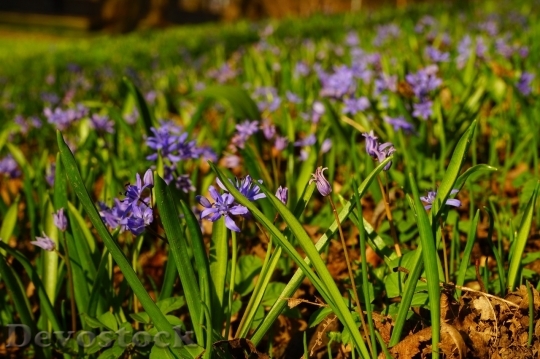 Devostock Spring flowers  (285)