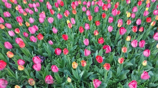 Devostock Spring flowers  (291)
