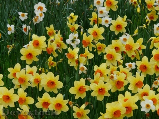 Devostock Spring flowers  (292)
