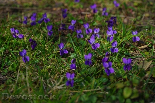 Devostock Spring flowers  (295)