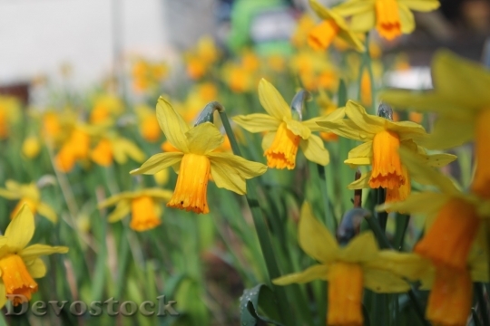 Devostock Spring flowers  (309)