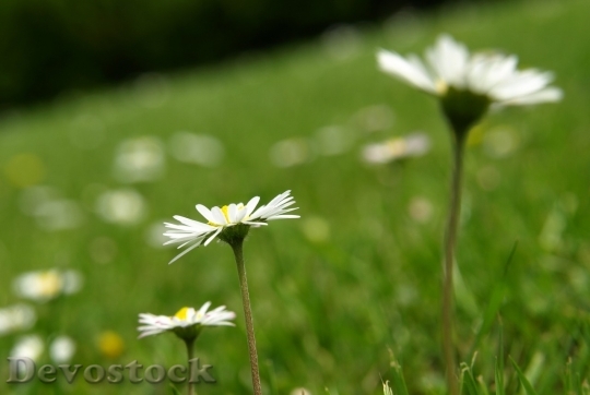 Devostock Spring flowers  (310)