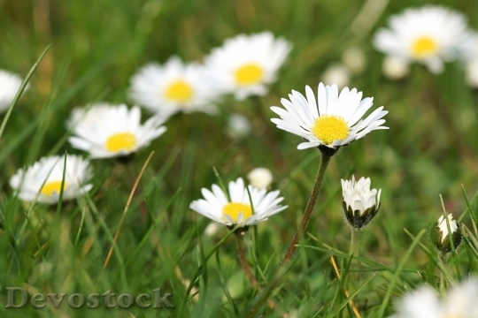 Devostock Spring flowers  (318)