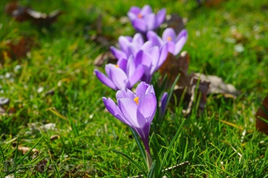 Devostock Spring flowers  (319)