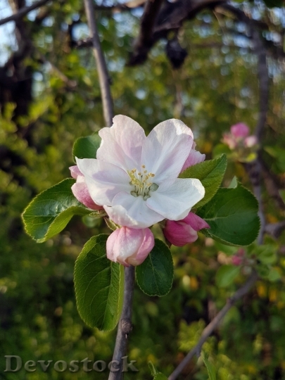 Devostock Spring flowers  (333)