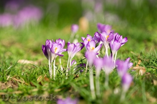 Devostock Spring flowers  (337)