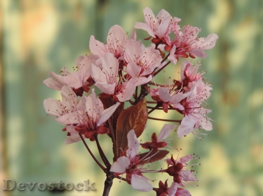 Devostock Spring flowers  (339)