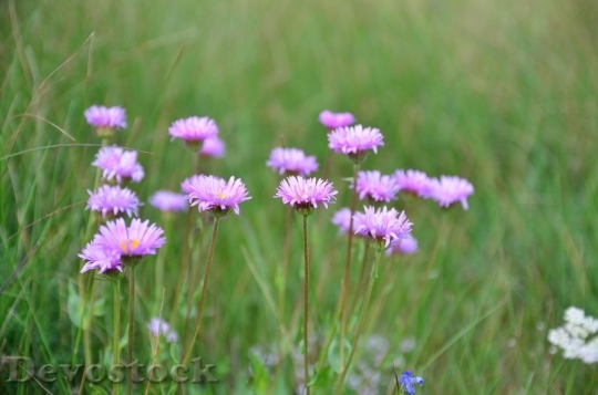 Devostock Spring flowers  (341)