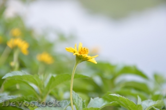 Devostock Spring flowers  (344)