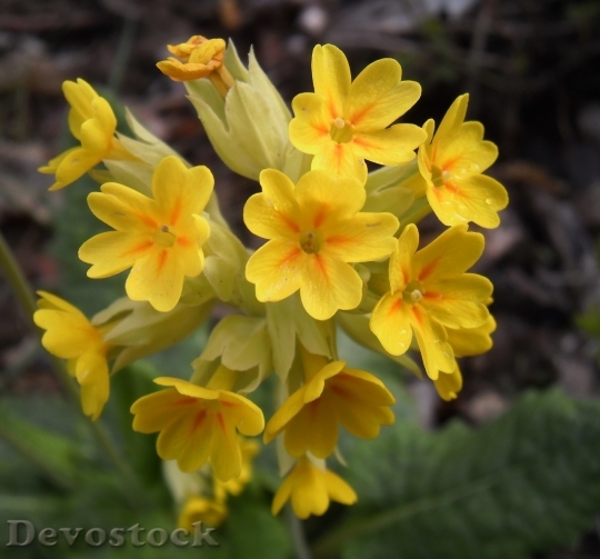 Devostock Spring flowers  (346)