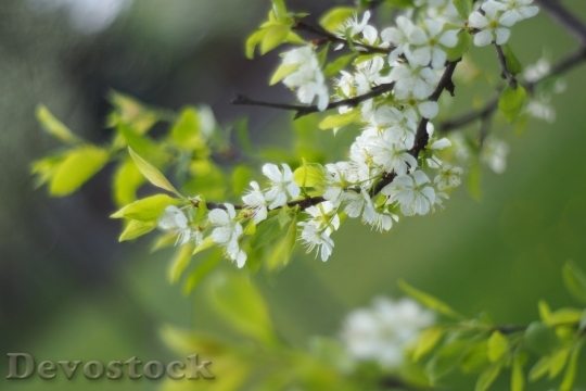 Devostock Spring flowers  (350)