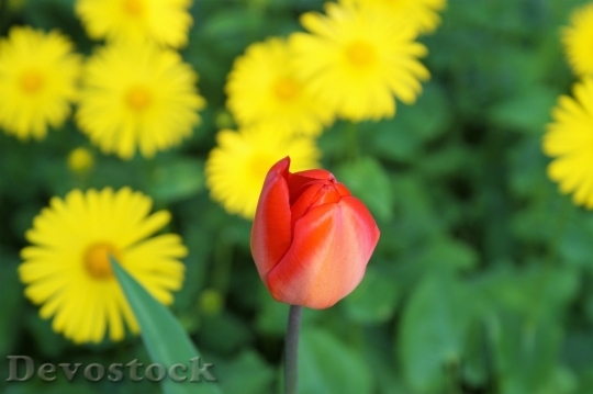 Devostock Spring flowers  (351)